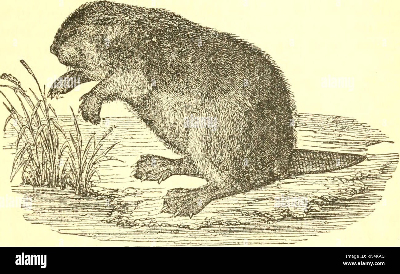 Animal physiology. Physiology, Comparative. BUILDING INSTINCT OF BEAVER. 537 Sylvia siUoria, or Tailor-bird, a little eastern bird allied to our linnet; which, by the aid of filaments of cotton drawn from Animal physiology. Physiology, Comparative. BUILDING INSTINCT OF BEAVER. 537 Sylvia siUoria, or Tailor-bird, a little eastern bird allied to our linnet; which, by the aid of filaments of cotton drawn from