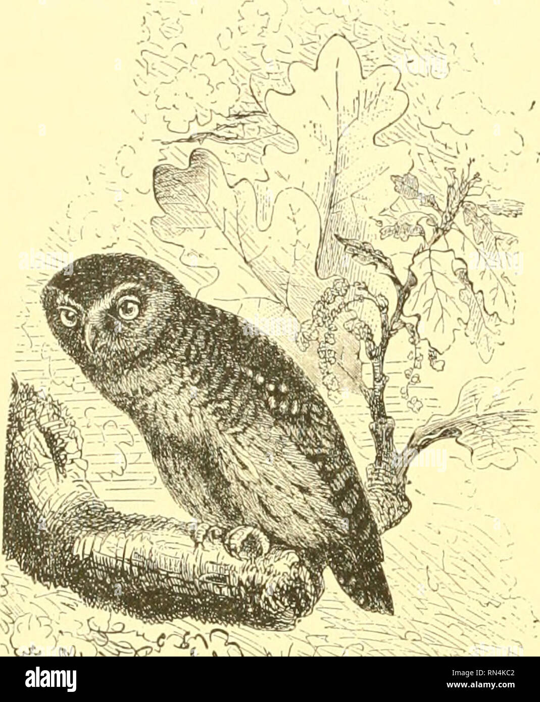 Animate creation : popular edition of &quot;Our living world&quot; : a  natural history. Zoology; Zoology. 80 THE SCOPS EARED OWL. called the  Anstrian Riifous Owlet, or the Sparrow Owl. Although so