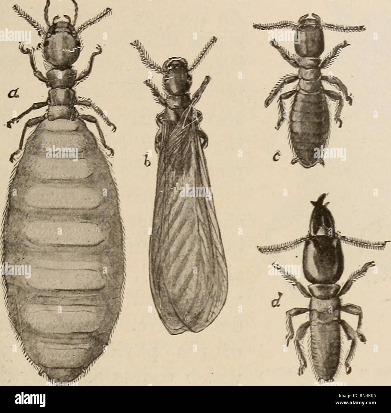 Class insects hi-res stock photography and images - Alamy