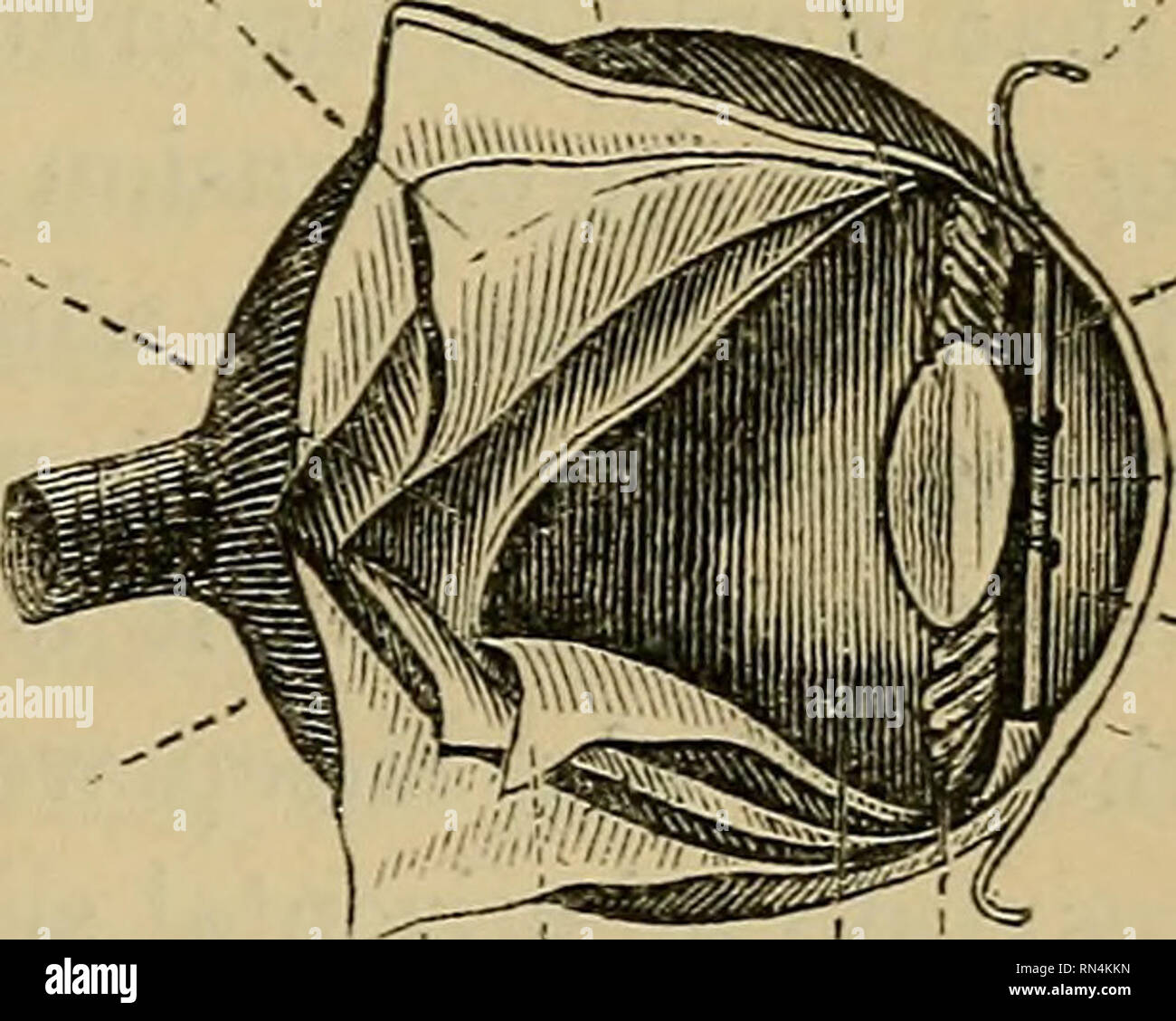 Animal physiology. Physiology, Comparative; Physiology, Comparative. STRUCTURE OF THE EYE OP MAN. 401 532. Now the Eye, in its most perfect form—such as it possesses in Man and the higher animals—is Animal physiology. Physiology, Comparative; Physiology, Comparative. STRUCTURE OF THE EYE OP MAN. 401 532. Now the Eye, in its most perfect form—such as it possesses in Man and the higher animals—is