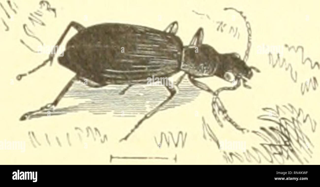 . Animate creation popular edition of "Our living world" a natural