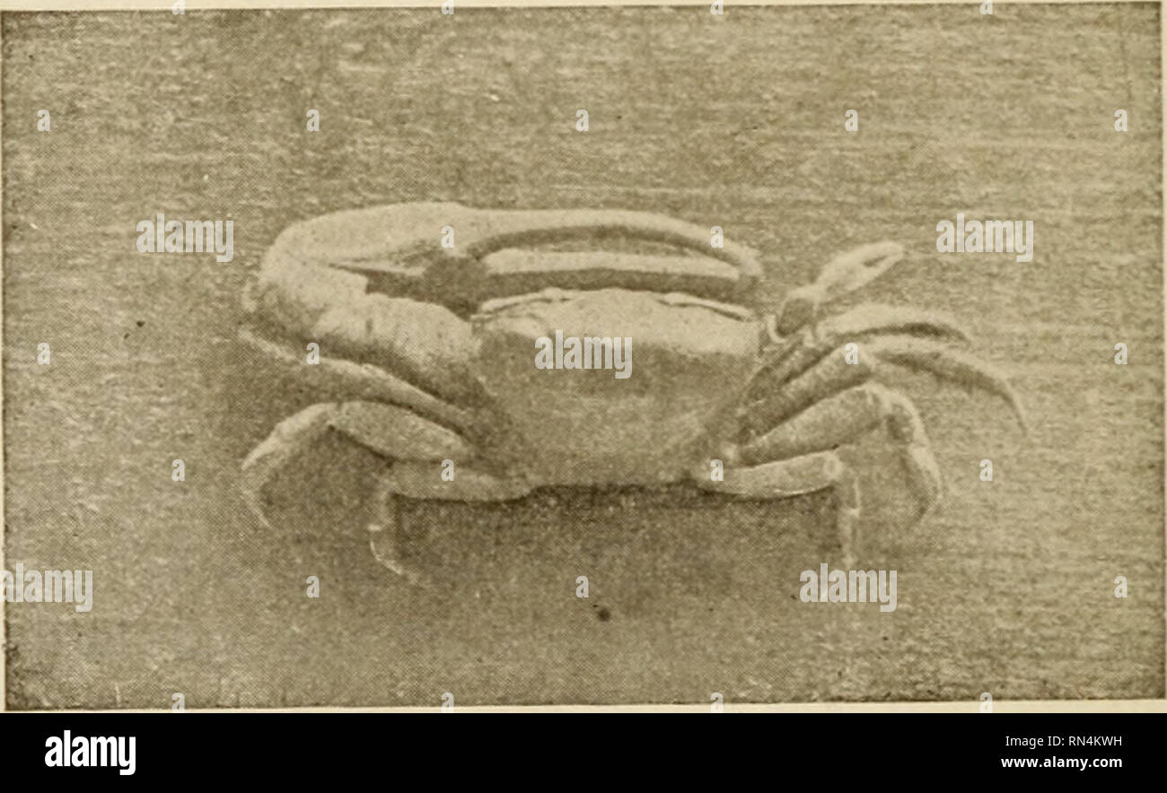. Animal studies. Fig. 67.—Kelp-crab (Epialtus produchis) in upper part of figure; to the right the edible crab (Cancer productus), and the shore-crab (Pugellia richii). connection it is interesting to note that the giant crab of Japan, the largest crustacean, being upward of twenty feet from tip to tip of the legs, is a spider-crab, constructed on. Fig. 68.—The fiddler-crab (Gelasimus). Photograph by Miss Mart Rathbun the same general pattern as our common coast forms. Between these two extremes numberless variations exist,. Please note that these images are extracted from scanned page images Stock Photo