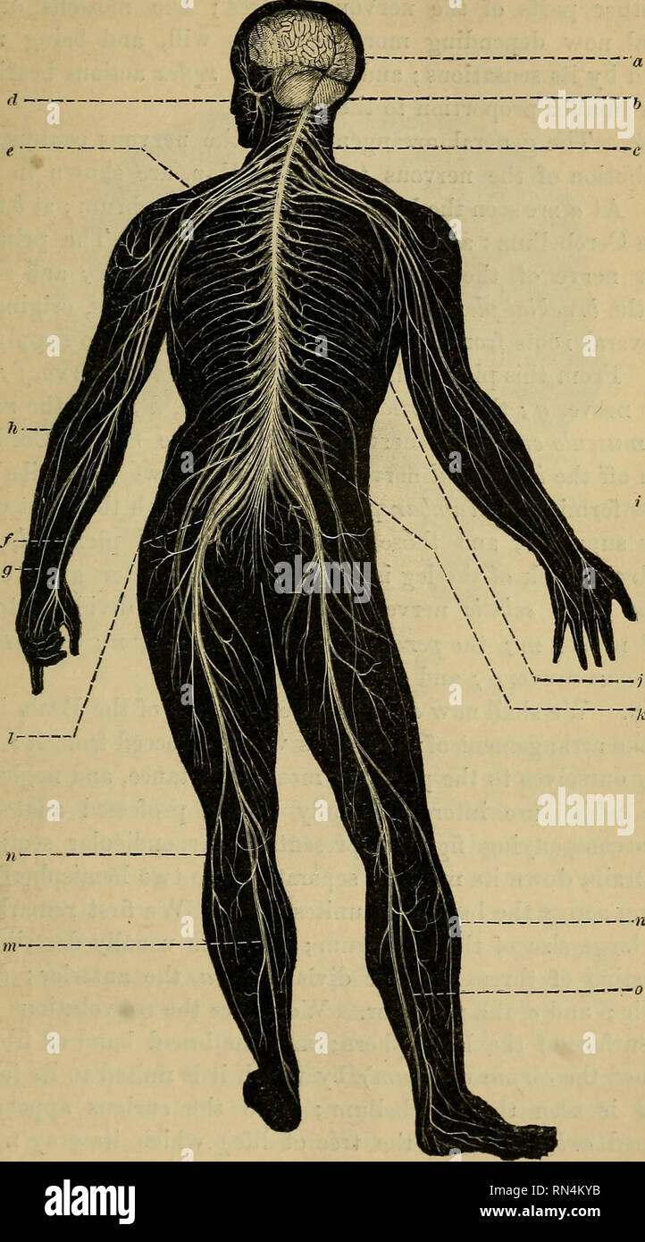 Animal physiology. Physiology, Comparative; Physiology, Comparative. NERVOUS SYSTEM OF MAN. 349 to present a tree-like aspect when it is cut across (d, Fig. 185). a .. ...jar. Fig. 184.—Nekvoits System of Animal physiology. Physiology, Comparative; Physiology, Comparative. NERVOUS SYSTEM OF MAN. 349 to present a tree-like aspect when it is cut across (d, Fig. 185). a .. ...jar. Fig. 184.—Nekvoits System of