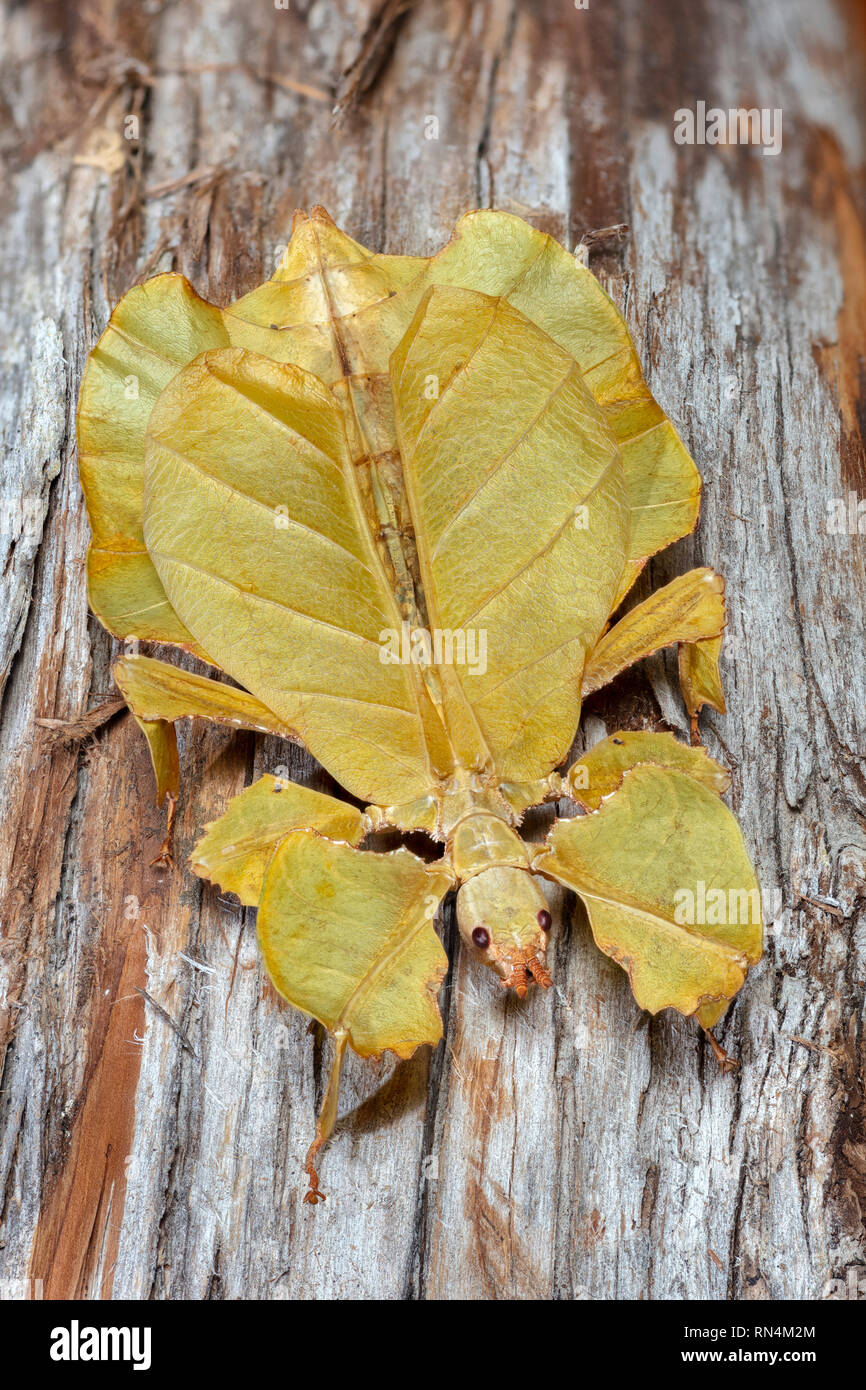 Leaf Insect, Southeast Asia Stock Photo