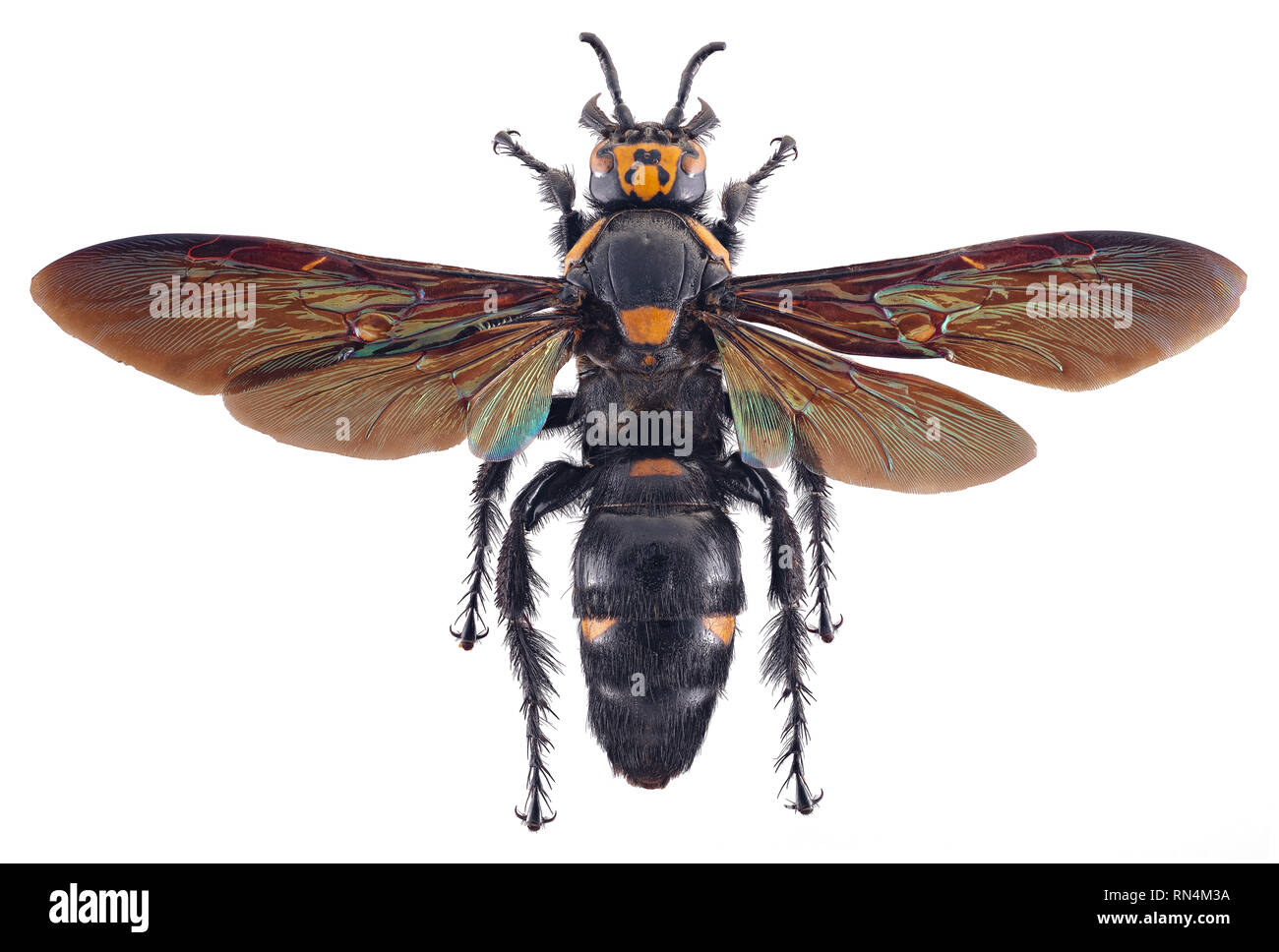 Giant Scoliid Wasp - Megascolia procer javanensis, Indonesia Stock Photo