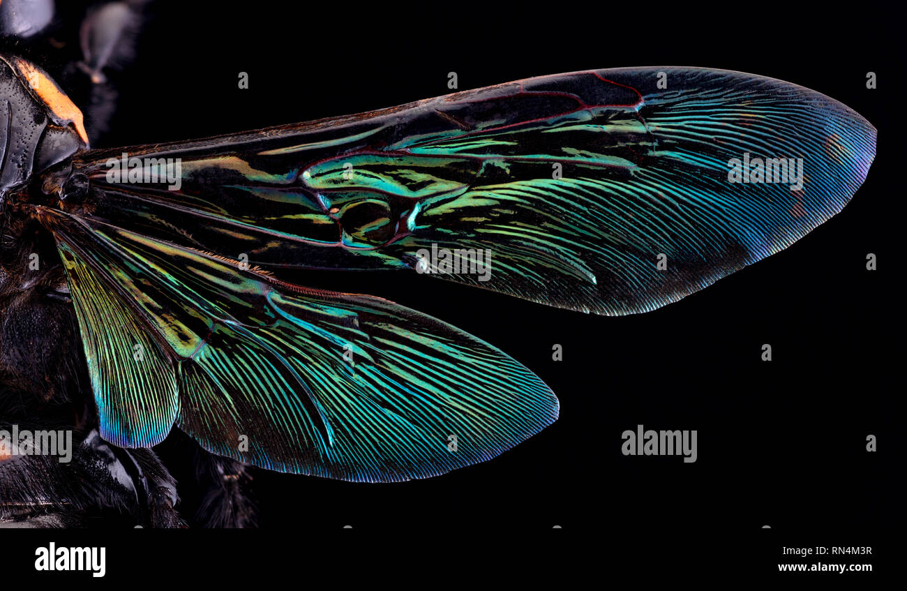 Giant Scoliid Wasp Wings - Megascolia procer javanensis, Indonesia Stock Photo