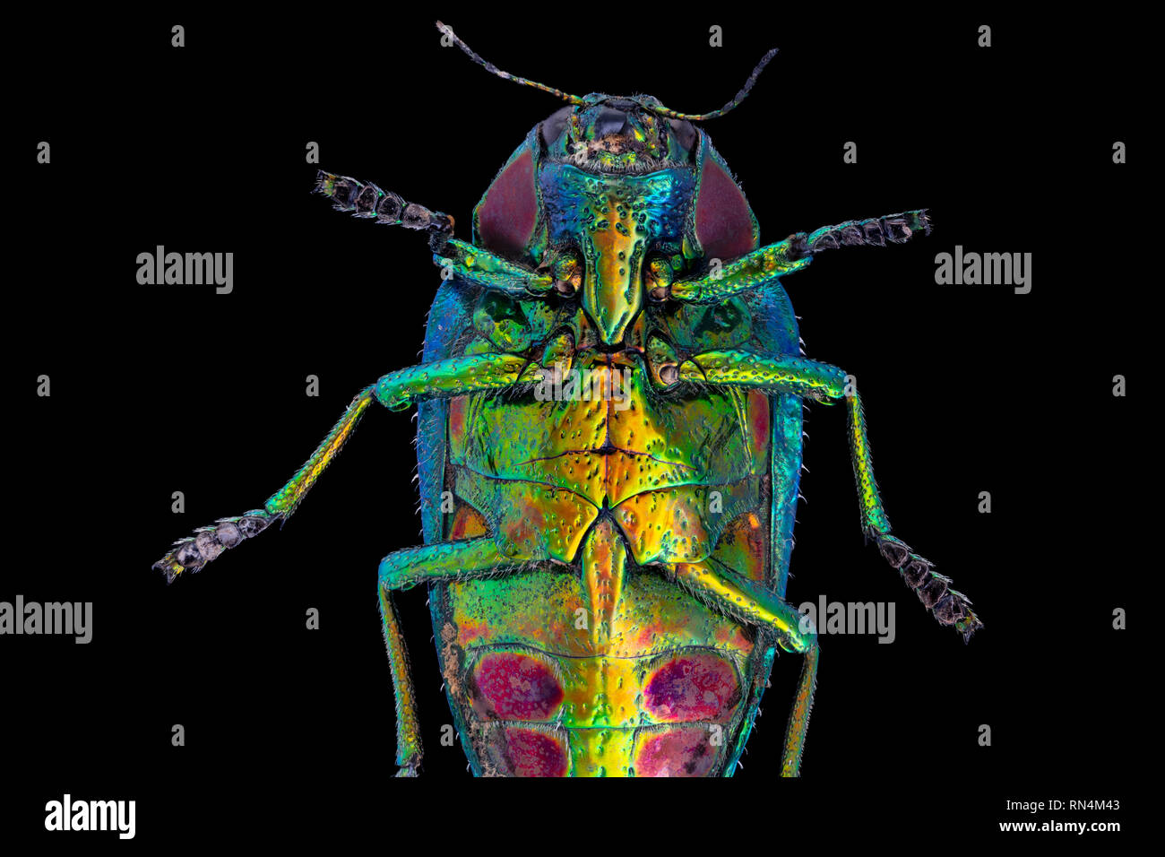 Metallic Wood Boring Beetle Stock Photo