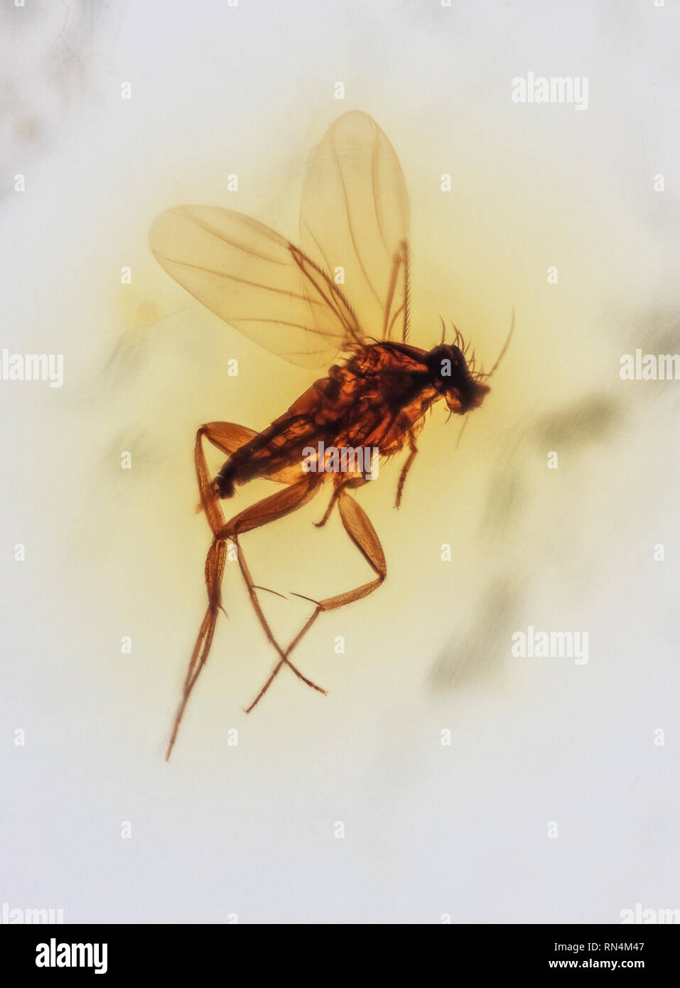 Scuttle Fly in Amber, Colombia 10 MYO Pliocene Stock Photo