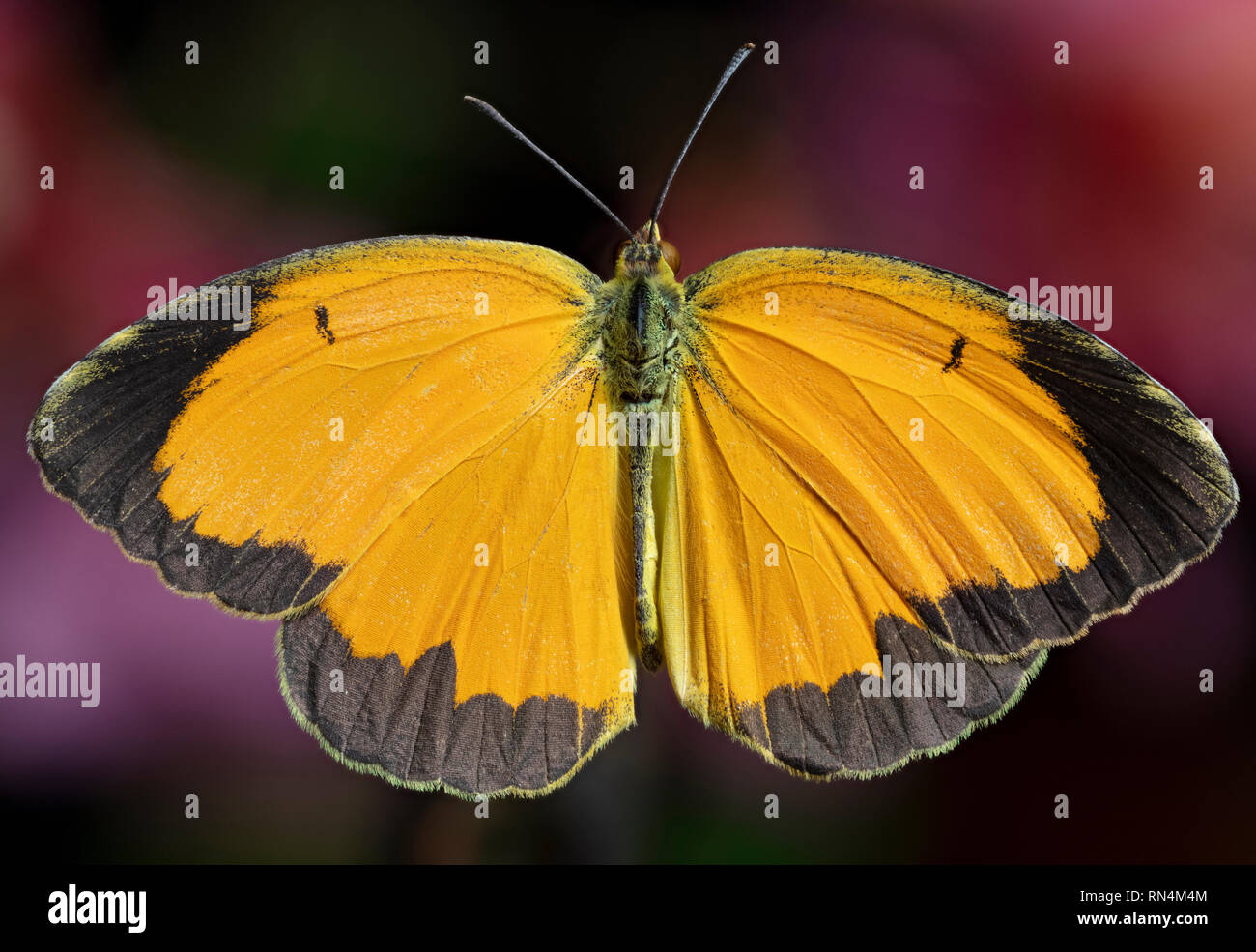 Sleepy Orange Butterfly Stock Photo