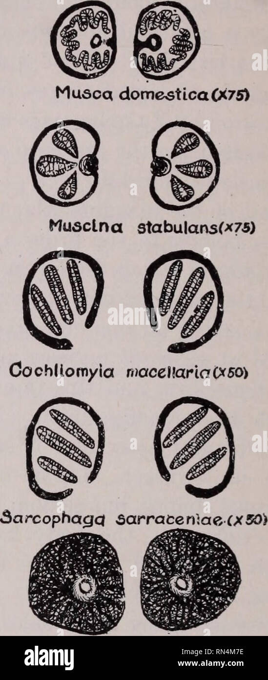 Oestrus ovis Diagram