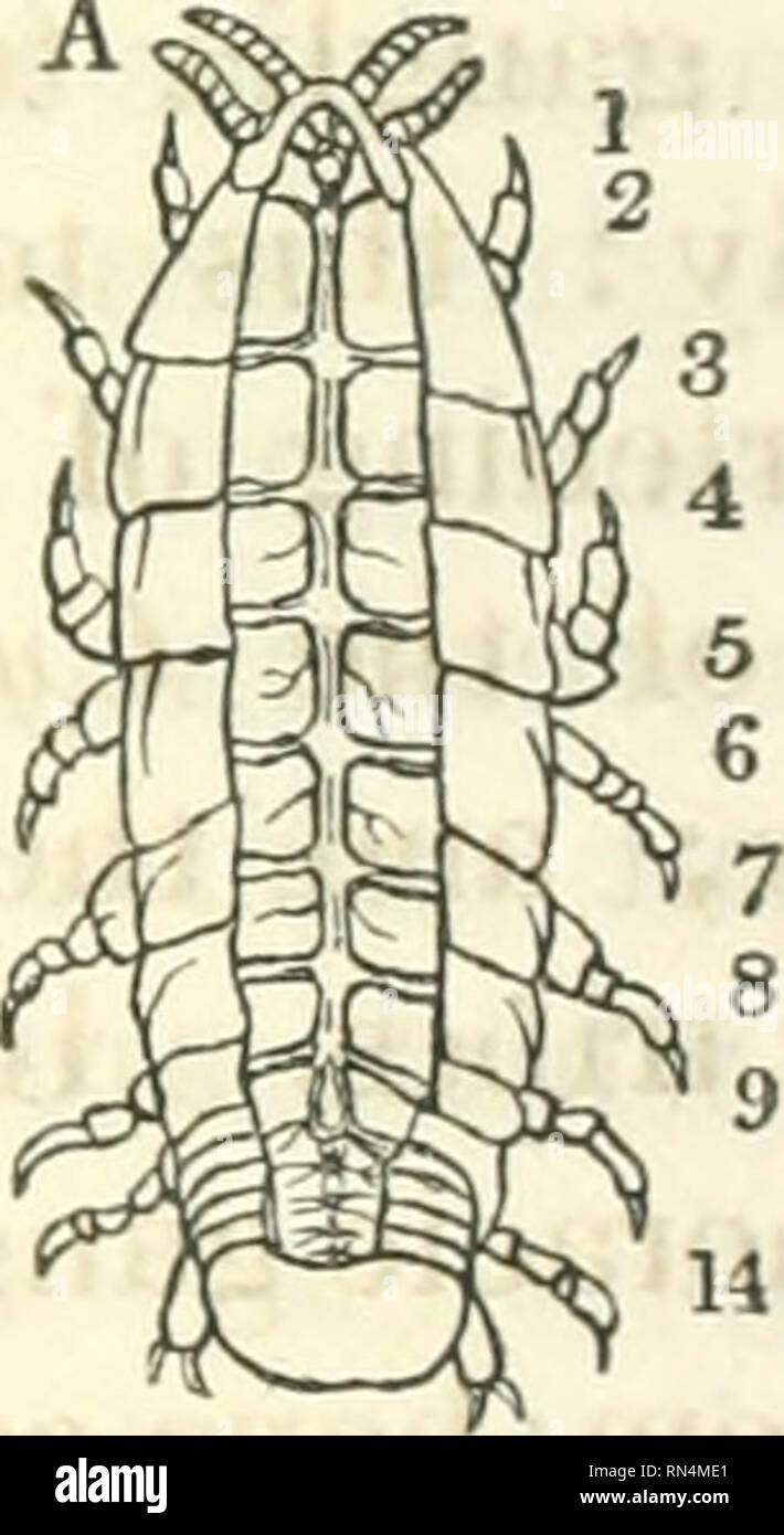 Animal and vegetable physiology considered with reference to natural theology. Natural theology; Physiology; Plant physiology; Biology. 440. ganglion. During the progress of growth, the lon- gitudinal cords approach somewhat nearer to Animal and vegetable physiology considered with reference to natural theology. Natural theology; Physiology; Plant physiology; Biology. 440. ganglion. During the progress of growth, the lon- gitudinal cords approach somewhat nearer to