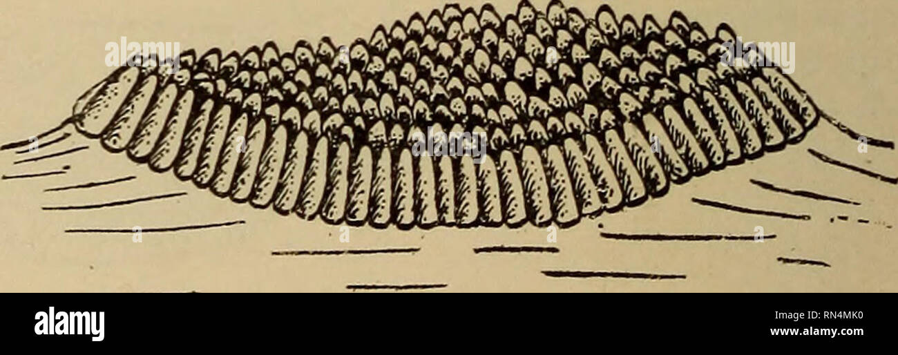 . Animal parasites and human disease. Medical parasitology; Insects as carriers of disease. lay their eggs singly (Fig. 194) while others lay them all at one time in little boat-shaped rafts called egg-boats, the individual eggs standing upright (Fig. 195). The fact that the eggs are a little larger at the lower end makes the whole egg-boat slightly concave, thus making it difficult to overturn. Most of the com- mon mosquitoes of temperate climates lay their eggs on the open surface of water or at- tach them to some partially submerged object; a few species lay eggs which sink. Many species, h Stock Photo