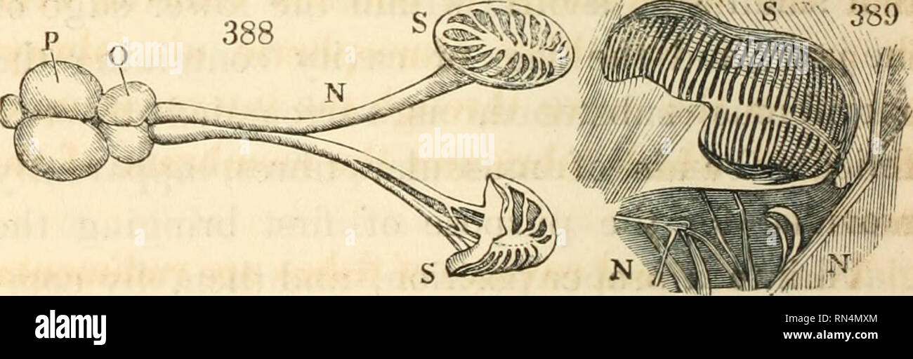 Animal and vegetable physiology, considered with reference to natural  theology, by Peter Mark Roget ... Biology; Physiology; Plant physiology;  Natural theology. 410 THE SENSOKIAL FUNCTIONS. the mode usual to the  alligator,