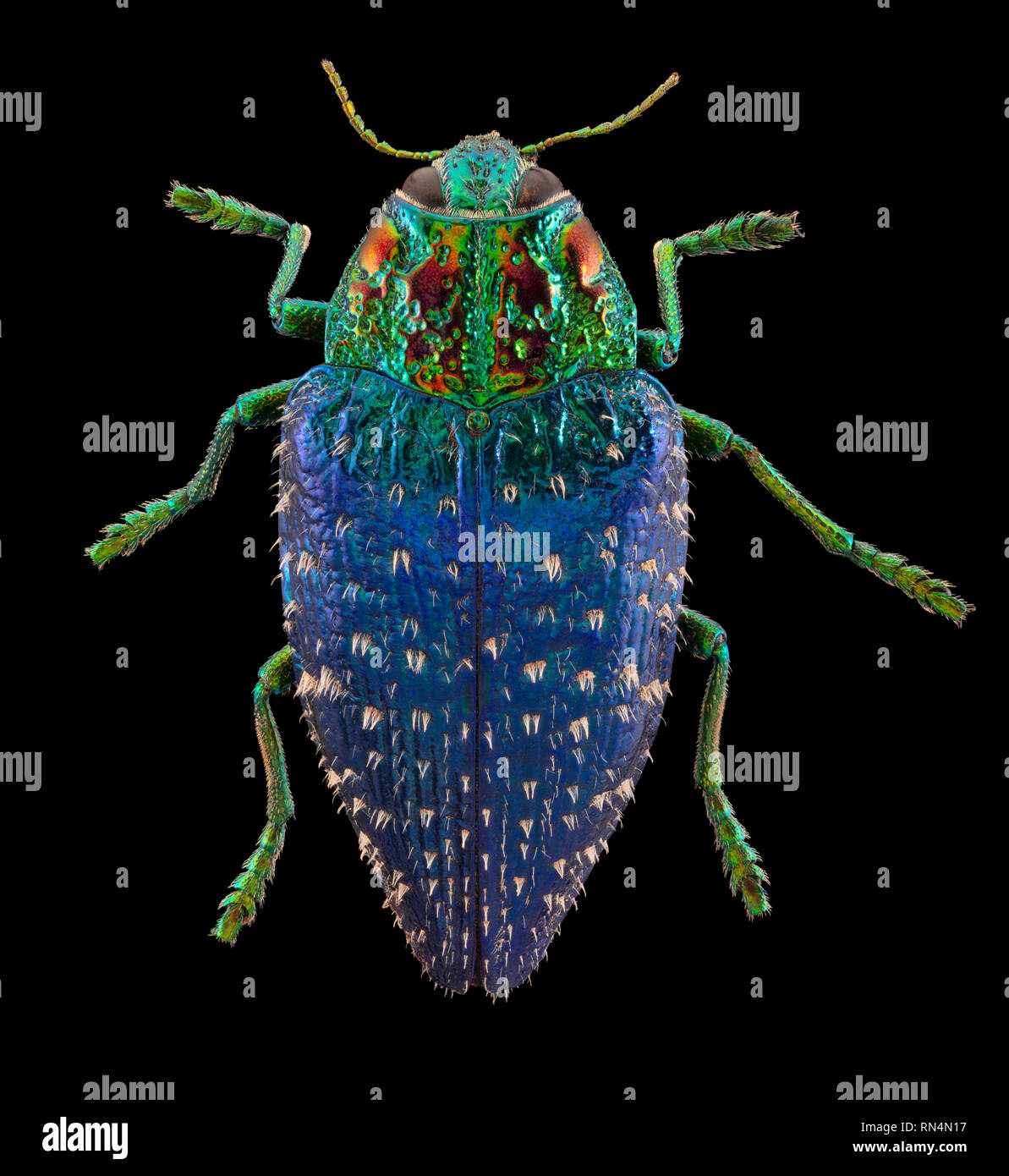 Metallic Wood Boring Beetle Stock Photo