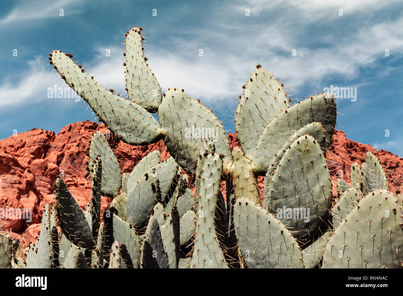 Closeup Of Cactus In The Valley Of Fire State Park In Southern Nevada, USA  Stock Photo - Alamy