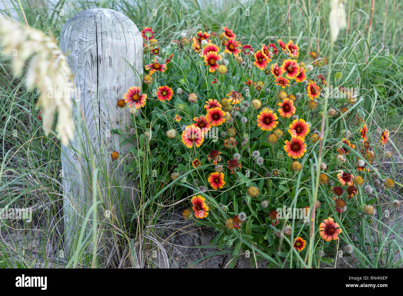 Flowers and post Outer Banks NC Stock Photo