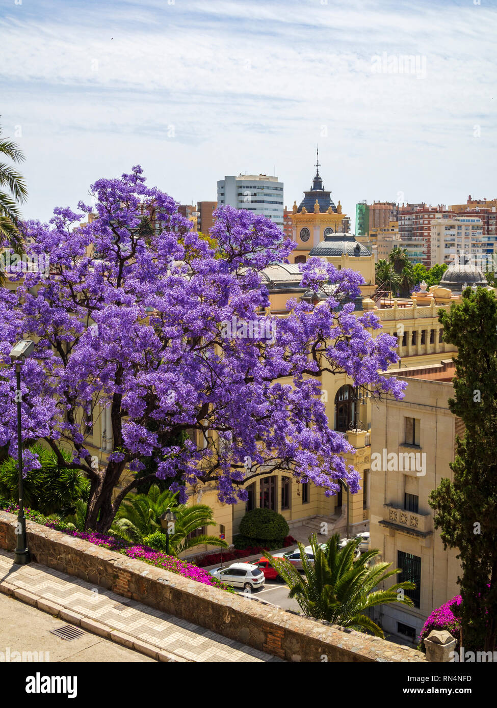 A flowering jacaranda tree in Malaga, Spain. Stock Photo