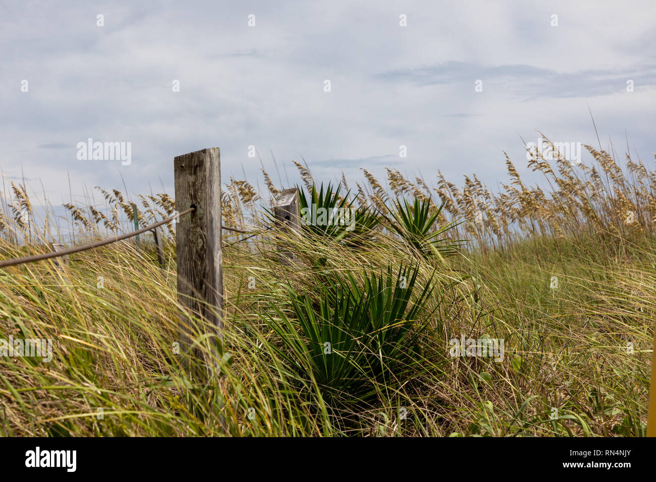 Plants along the beach Outer Bank NC. Stock Photo