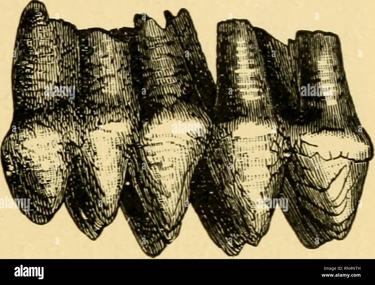 Molar teeth of 2 Indian mastodons 1894 old antique print picture ANIMALS 