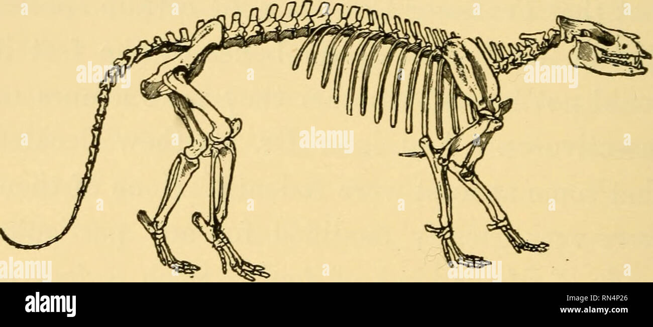 . Animals before man in North America; their lives and times ...