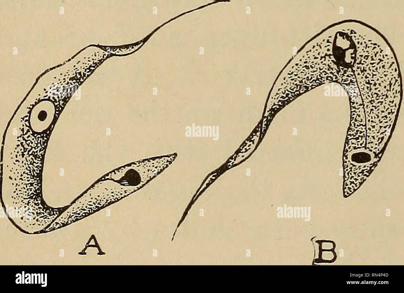 Animal parasites and human disease. Medical parasitology; Insects as carriers of disease. 108 TRYPANOSOMES AND'SLEEPING SICKNESS Probably the deadly Trypanosoma rhodesiense is merely a strain of this wild game trypanosome which Animal parasites and human disease. Medical parasitology; Insects as carriers of disease. 108 TRYPANOSOMES AND'SLEEPING SICKNESS Probably the deadly Trypanosoma rhodesiense is merely a strain of this wild game trypanosome which
