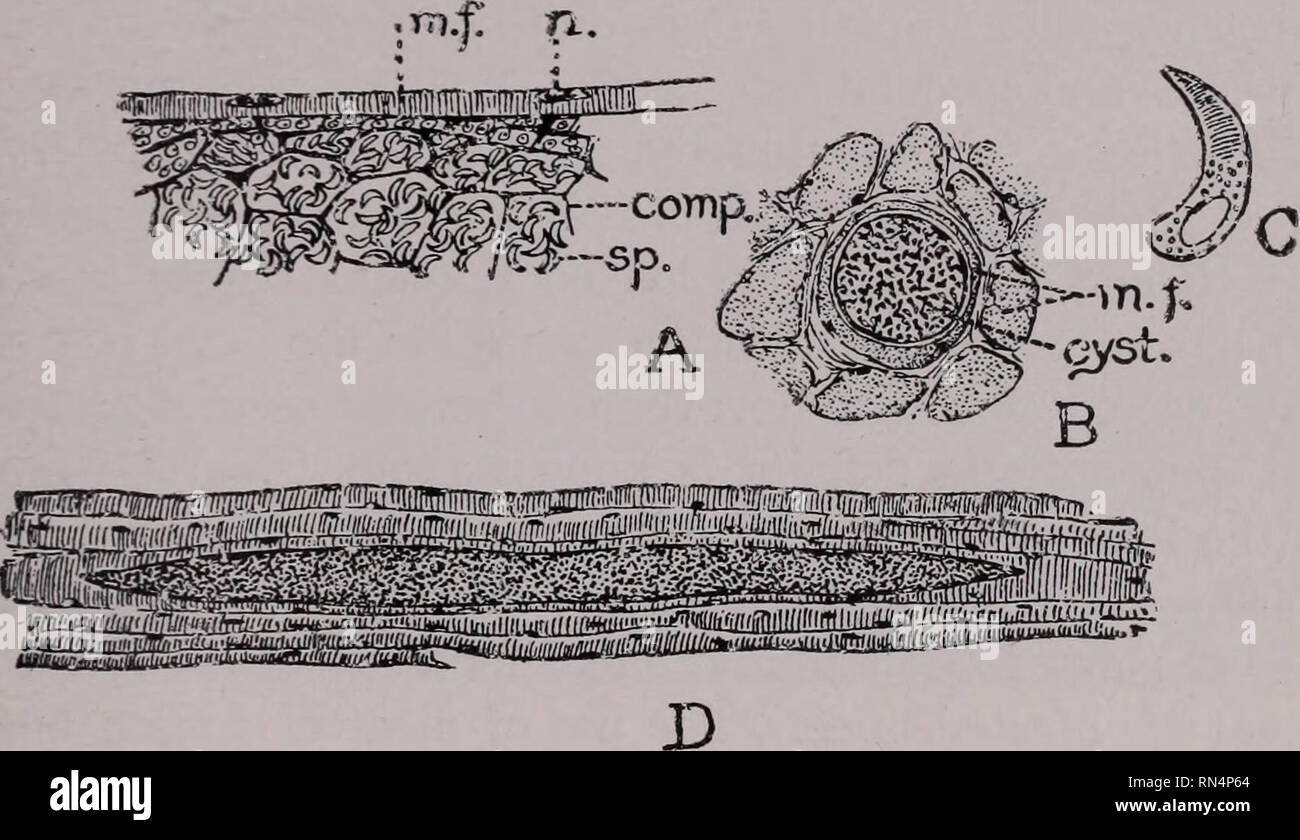 . Animal parasites and human disease. Insect Vectors; Parasites; Parasitic Diseases; Medical parasitology; Insects as carriers of disease. SARCOSPORIDIA 175 several inches in length. Microscopic examination shows that these patches are cysts containing thousands of tiny spores, segregated into chambers (Fig. 52A) which correspond to the pansporoblasts of Rhinosporidium. The spores (Fig. 52C), es- caping from the cyst, ultimately develop into new cysts in much. Fig. 52. Sarcosporidia. A, Sarcocyslis blanchardi of ox, longitudinal section of infected muscle fiber (m. f.) showing spores (sp.) in  Stock Photo