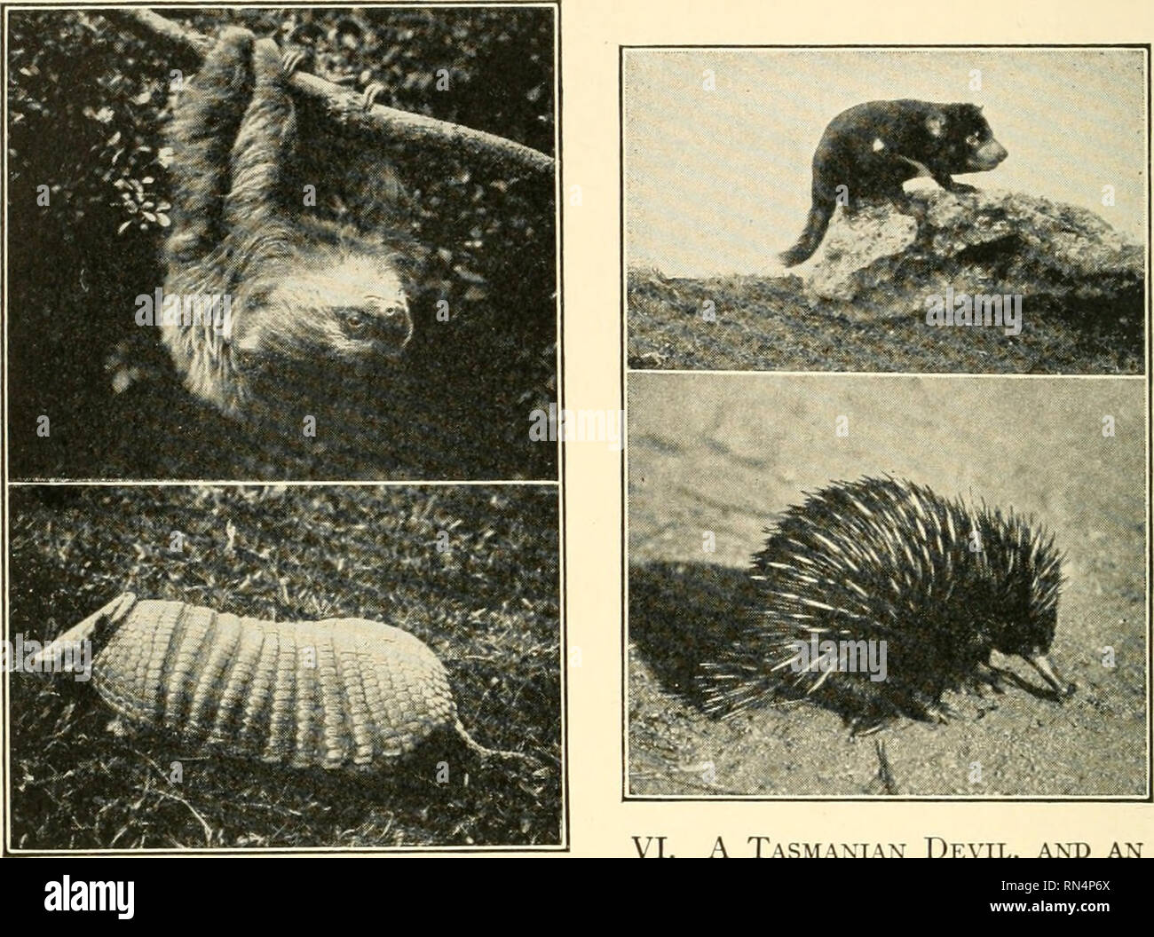 Tasmanian devil illustrations hi-res stock photography and images - Alamy