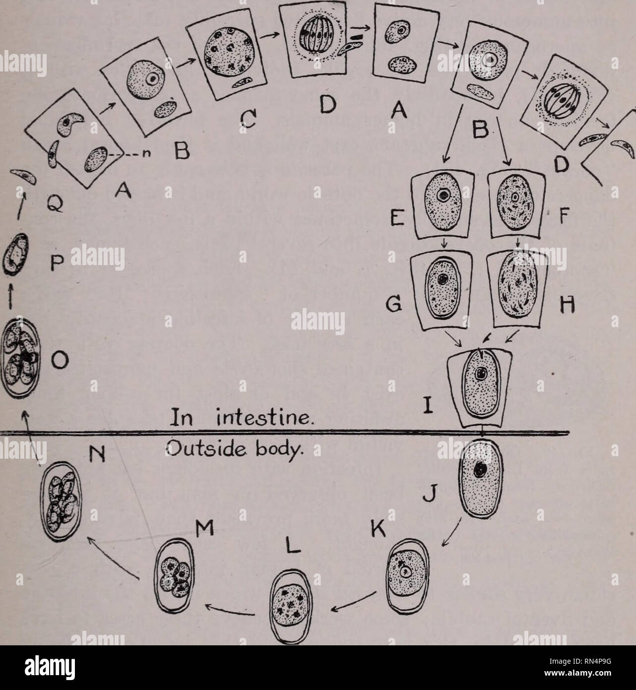 . Animal parasites and human disease. Insect Vectors; Parasites; Parasitic Diseases; Medical parasitology; Insects as carriers of disease. COCCIDIANS 171 host cell which has been preyed upon and destroyed, invade fresh cells, multiply again, and thus eventually destroy large portions of the lining of the digestive tract. The daughter coccidians are not adapted for withstanding conditions outside the intestine. Fig. 48. Life history of Eimeria avium. A, infection of epithelial cells of in- testine by sporozoites ingested with food or water; B, growth inside cell; C and D, sporulation and format Stock Photo