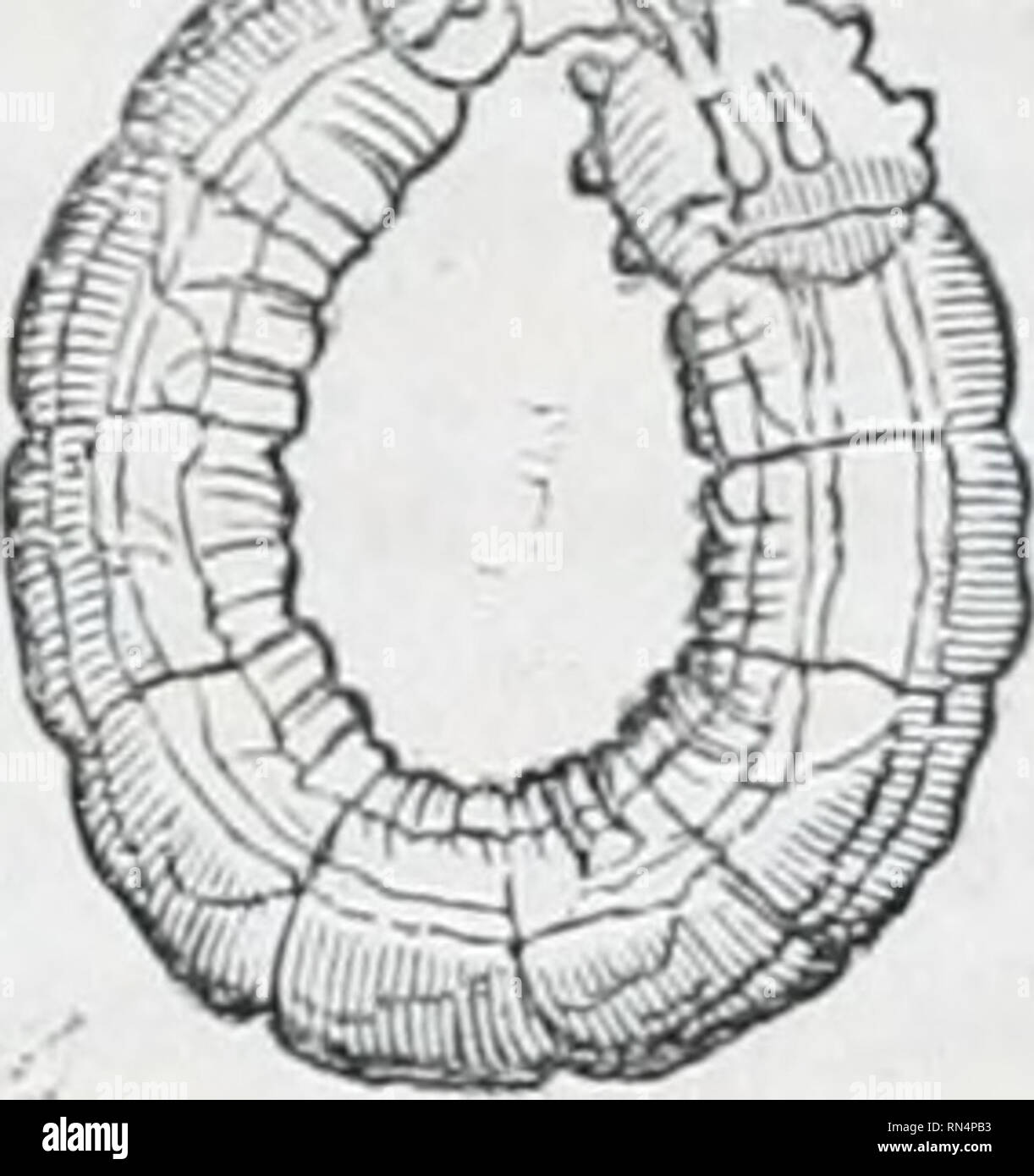 . The animal kingdom : arranged after its organization; forming a natural history of animals, and an introduction to comparative anatomy. Zoology. Fig. 137.- Piophila Cascl. to the preceding, but tlie length of the second joint of the antennae, which equals or surpasses that of the third, at once distinguishes it. These organs are porrccted, as long as, or longer than, the head, and pointed at the tip. The upper surface of the head forms a triangle, obtuse at the tip. Some have the antennas shorter than the head. Otites, has the seta simple, and the lower part of the face is not produced. Euth Stock Photo