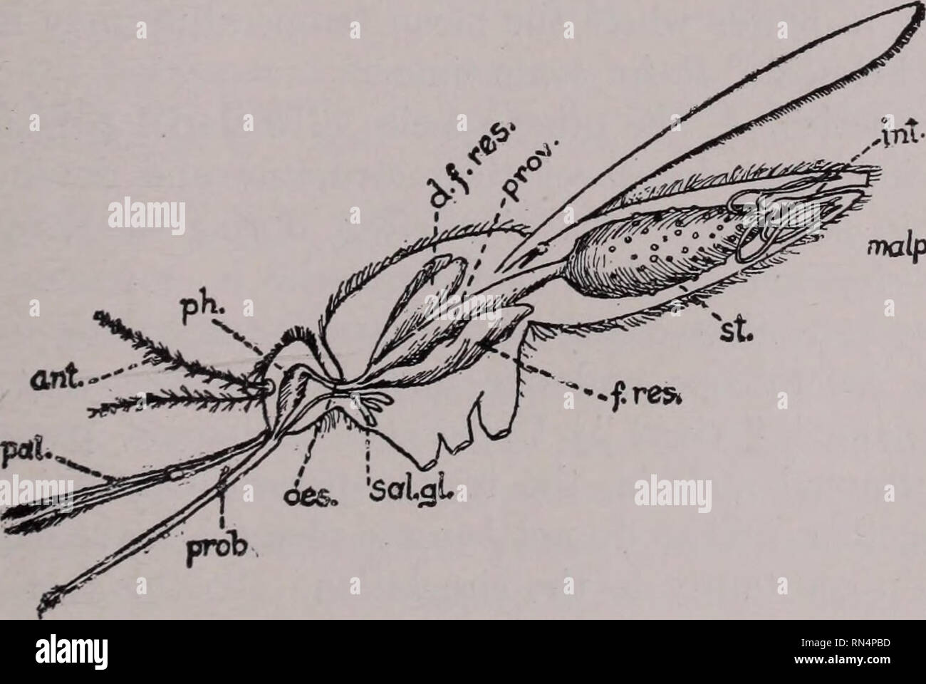 10 Human Parasites >> Animal Parasites And Human Disease Insect Vectors 10 Human Parasites >> Animal Parasites And Human Disease Insect Vectors