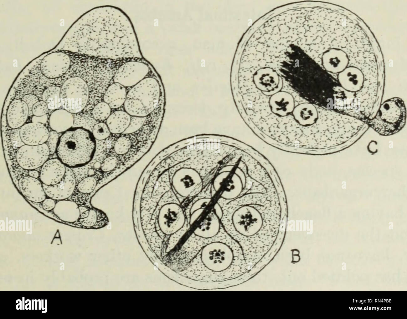 . Animal parasites and human disease. Parasites; Medical parasitology; Insects as carriers of disease. Fig. 40. Dientamoeba fragilis. X 1650. A, stained vegetative ameba. show- ing two nuclei with granular karyosomes, and lood vacuoles; B, living ameba, showing leaf-like pseudopodia. (A, after. Dobell; B, after Jepps and Dobcll.). Fig. 41. Councilmania lafleuri. X 1650. A, stained vegetative ameba with a pseudopodium in early phase of protrusion and one nearly retracted and filled with endoplasm; nucleus showing peripheral chromatin and large irregular, ec- centric karyosome; endoplasm filled  Stock Photo