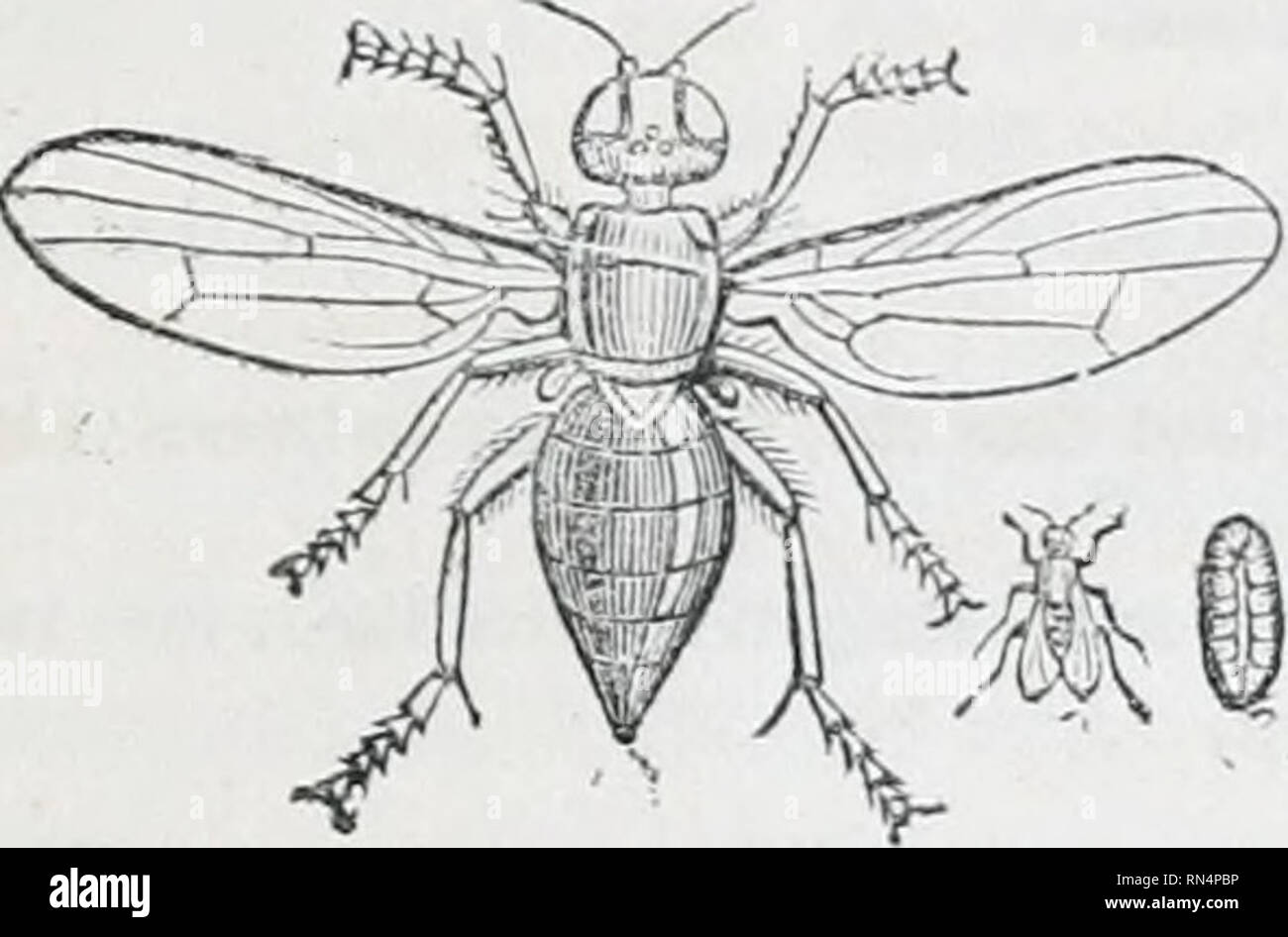 Seta simple hi-res stock photography and images - Alamy
