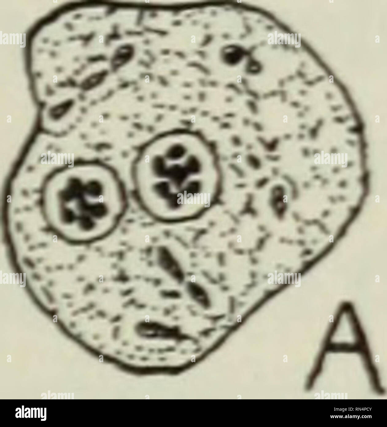 . Animal parasites and human disease. Parasites; Medical parasitology; Insects as carriers of disease. gl.m. Fig. 39. Iodamceba b'utschlii. X 1650. A, stained vegetative ameba, showing numerous food vacuoles and nucleus (n.), the latter with large central karyosome and a single layer of granules between karyosome and nuclear membrane. B, cyst, showing nucleus (n.) with peripheral karyosome, and glycogen mass (gl. m.) or &quot;iodophilic body,&quot; from which these cysts received the name &quot;Iodine or I. cysts.&quot; (After Dobell.). Please note that these images are extracted from scanned  Stock Photo
