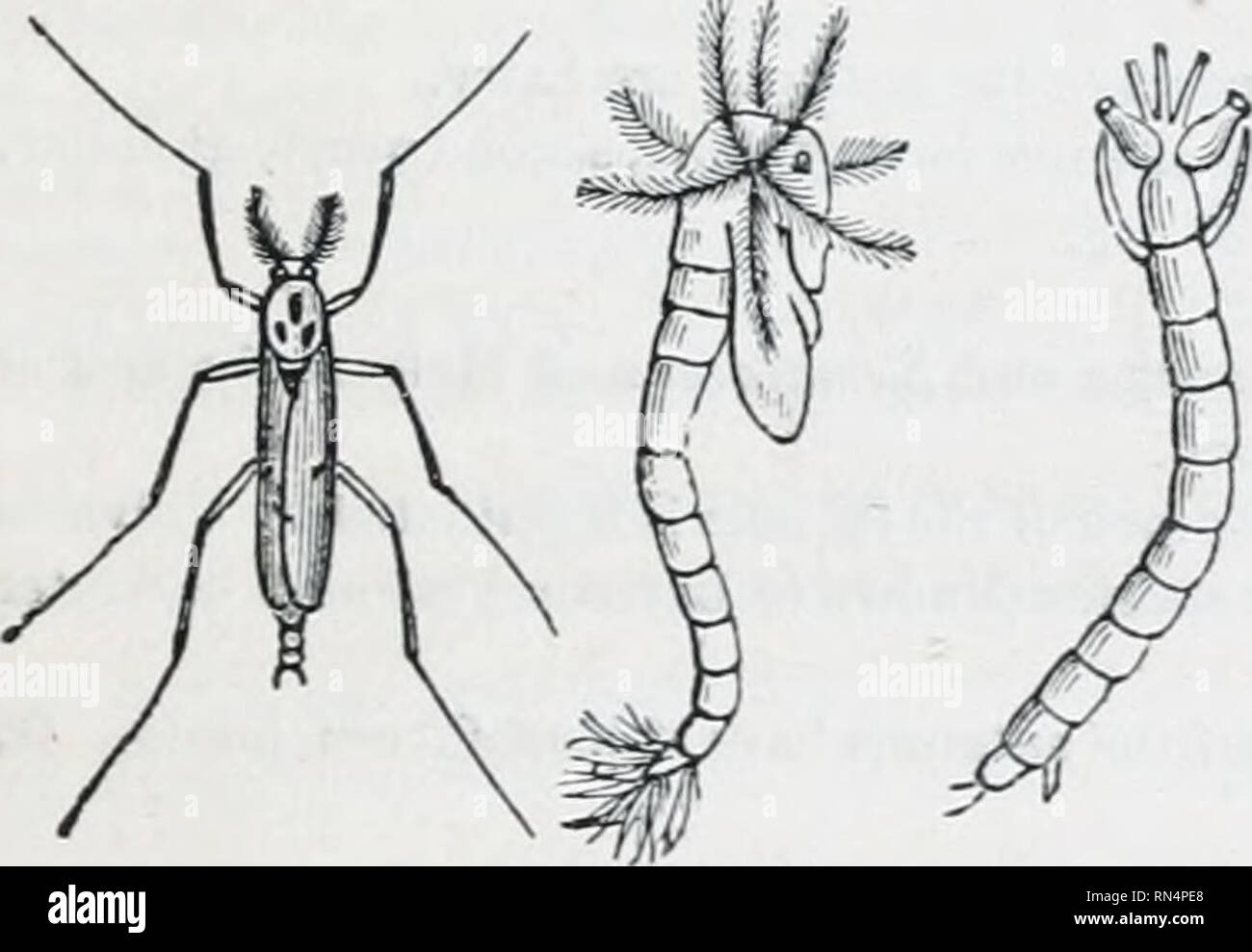 . The animal kingdom : arranged after its organization; forming a ...