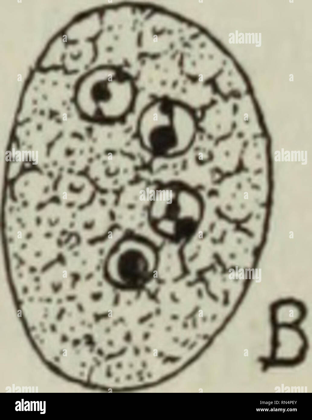 . Animal parasites and human disease. Parasites; Medical parasitology; Insects as carriers of disease. Fig. 38. Endolimax nana. X 1650. A, two stained vegetative forms, show- ing nuclei with large irregular karyosome, and numerous food vacuoles. B, cyst with four nuclei. (After Dobell.). Please note that these images are extracted from scanned page images that may have been digitally enhanced for readability - coloration and appearance of these illustrations may not perfectly resemble the original work.. Chandler, Asa C. (Asa Crawford), 1891-1958. New York, J. Wiley Stock Photo
