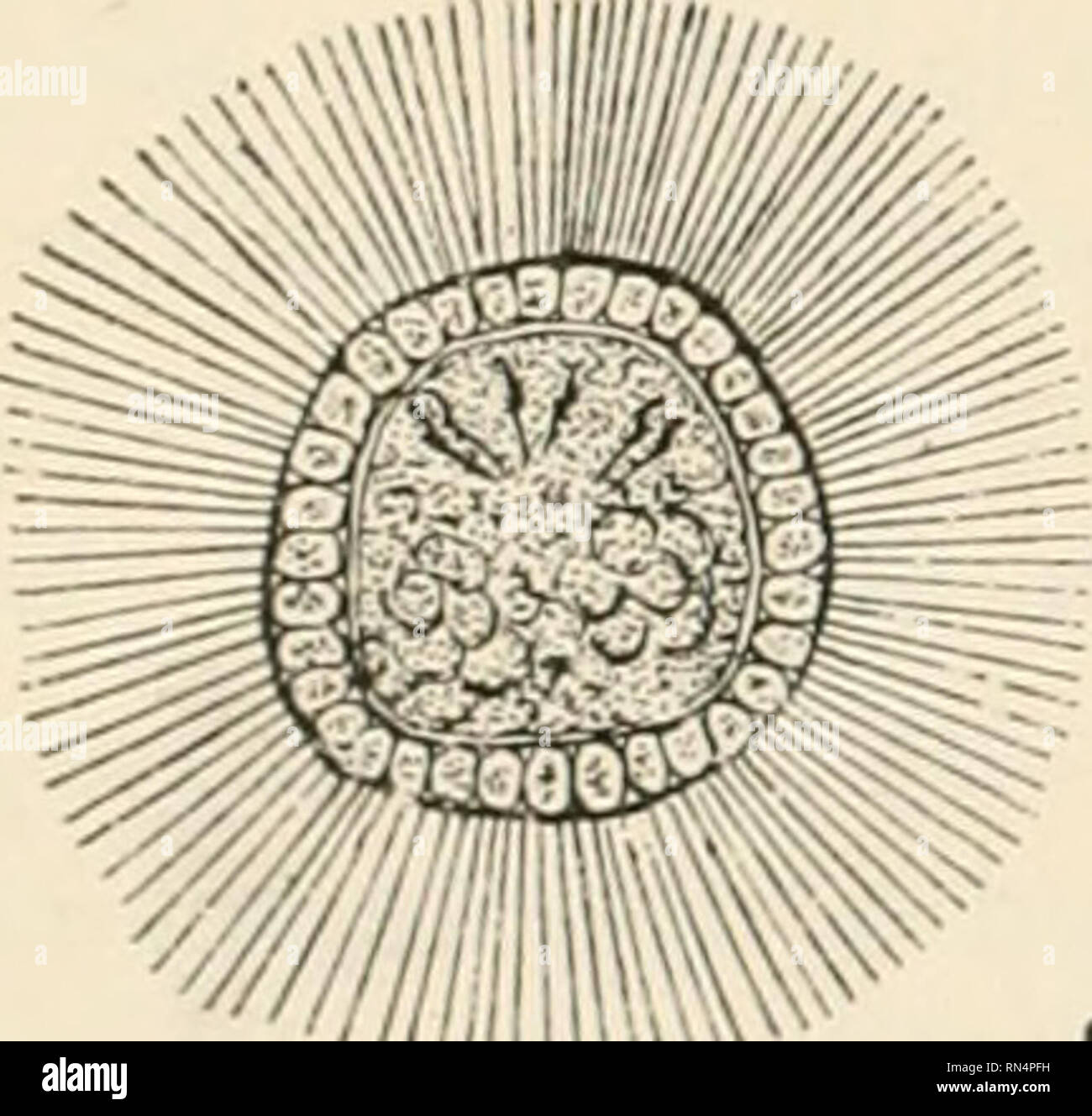 . Animal parasites and human disease. Insects as carriers of disease