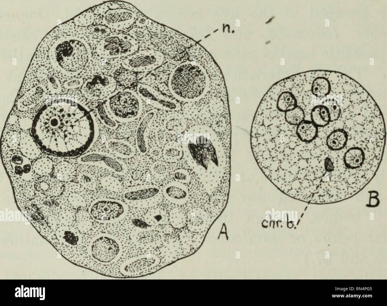 . Animal parasites and human disease. Parasites; Medical parasitology; Insects as carriers of disease. Fig. 36. Endamoeba histolytica. X 1650. A, stained vegetative ameba; B, cyst with four nuclei; n., nucleus, showing peripheral chromatin granules and central karyosome; r. b. c, ingested red blood corpuscles; chr. b., chromatoid body. (After Dobell.). Fig. 37. Endamoeba coli. X 1650. A, stained vegetative ameba; B, cyst, with eight nuclei; n., nucleus, showing coarse peripheral chromatin granules, chromatin granules in &quot;clear zone&quot; between periphery and karyosome, and eccentric kary Stock Photo