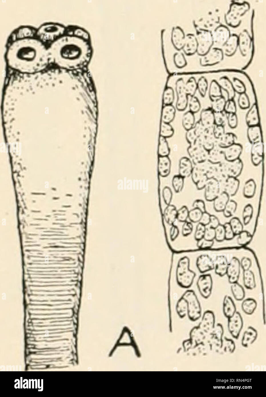 . Animal parasites and human disease. Insects as carriers of disease; Medical parasitology. 244 THE TAPEWORMS rats and mice from the household and in keeping food out of their reach, and in guarding against the accidental ingestion of such possil)le intermediate hosts as fleas. A closely allied species, H. diminuta (Fig. 91), occurs rarely in man. It closely resembles the dwarf tapeworm but is of larger size (four to 24 inches in length) and has no hooks on the scolex (Fig. 87H). The eggs develop in the larvae or adults of the mealworm, Asopia farinalis, and in adult beetles, forming cysticerc Stock Photo