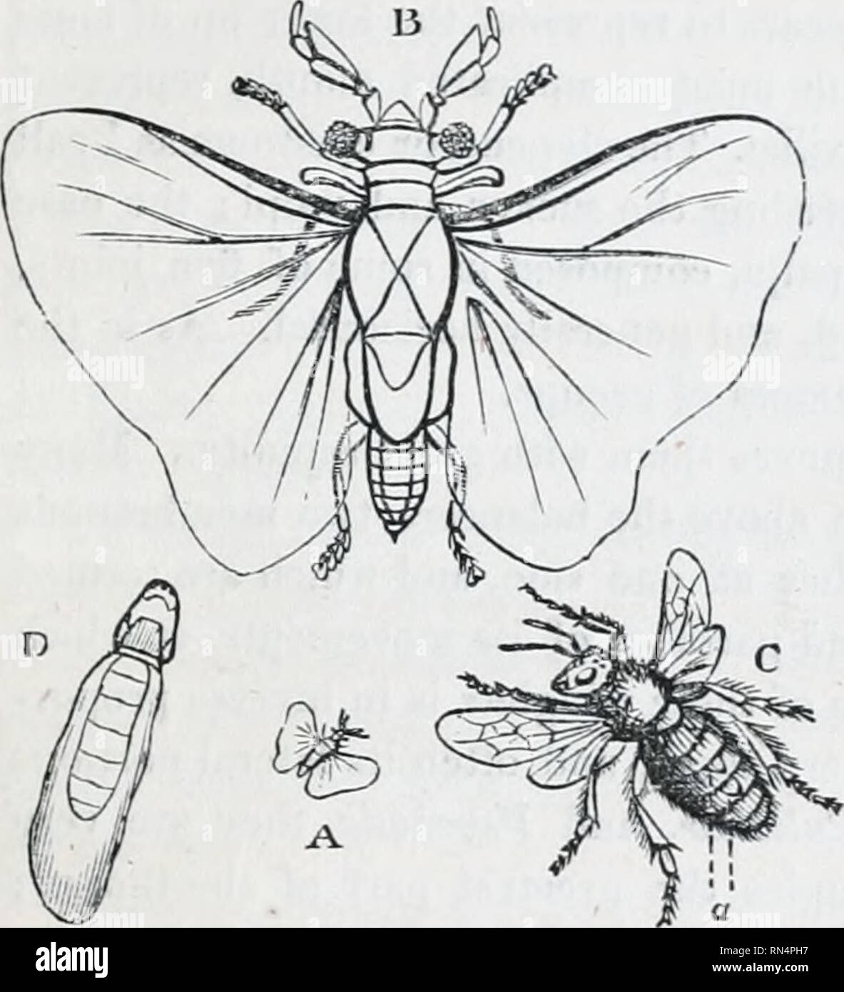 The Animal Kingdom Arranged After Its Organization Forming A Natural History Of Animals And An Introduction To Comparative Anatomy Zoology Order 12 Diptera 615 Behind The Space Between Them Being The Animal Kingdom Arranged After Its Organization Forming A Natural History Of Animals And An Introduction To Comparative Anatomy Zoology Order 12 Diptera 615 Behind The Space Between Them Being