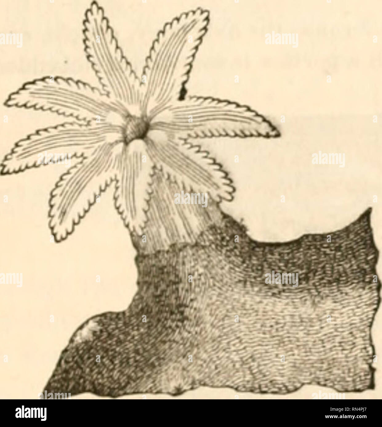 . The animal kingdom, arranged after its organization, forming a ...