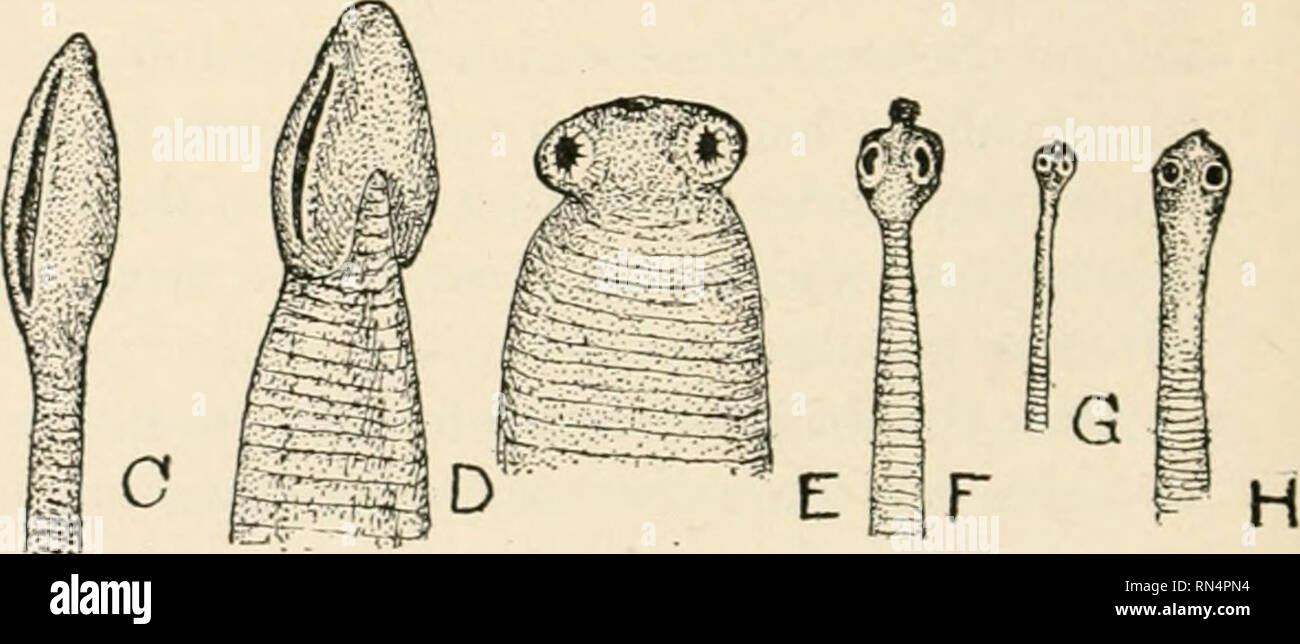 . Animal parasites and human disease. Insects as carriers of disease; Medical parasitology. B i Fig. 87. Heads of some adult tapeworms found in man, drawn to scale; A, beef tapeworm, Taenia saginata; B, pork tapeworm, T. nolium; C, fish tapeworm, Dibothriocephalus latus; D, heart-headed tapeworm, Dihothriocephalus cordatiis; E, African tapeworm, T. africana; F, double-pored dog tapeworm, Dipylidium caninum; G, dwarf tapeworm, Hymenolepis nana; H, rat tapeworm, Hymcnolipis diminuta. X 10. mind the various ways in which the eggs may be disseminated — by streams, rain, flies, etc. The eggs of the Stock Photo