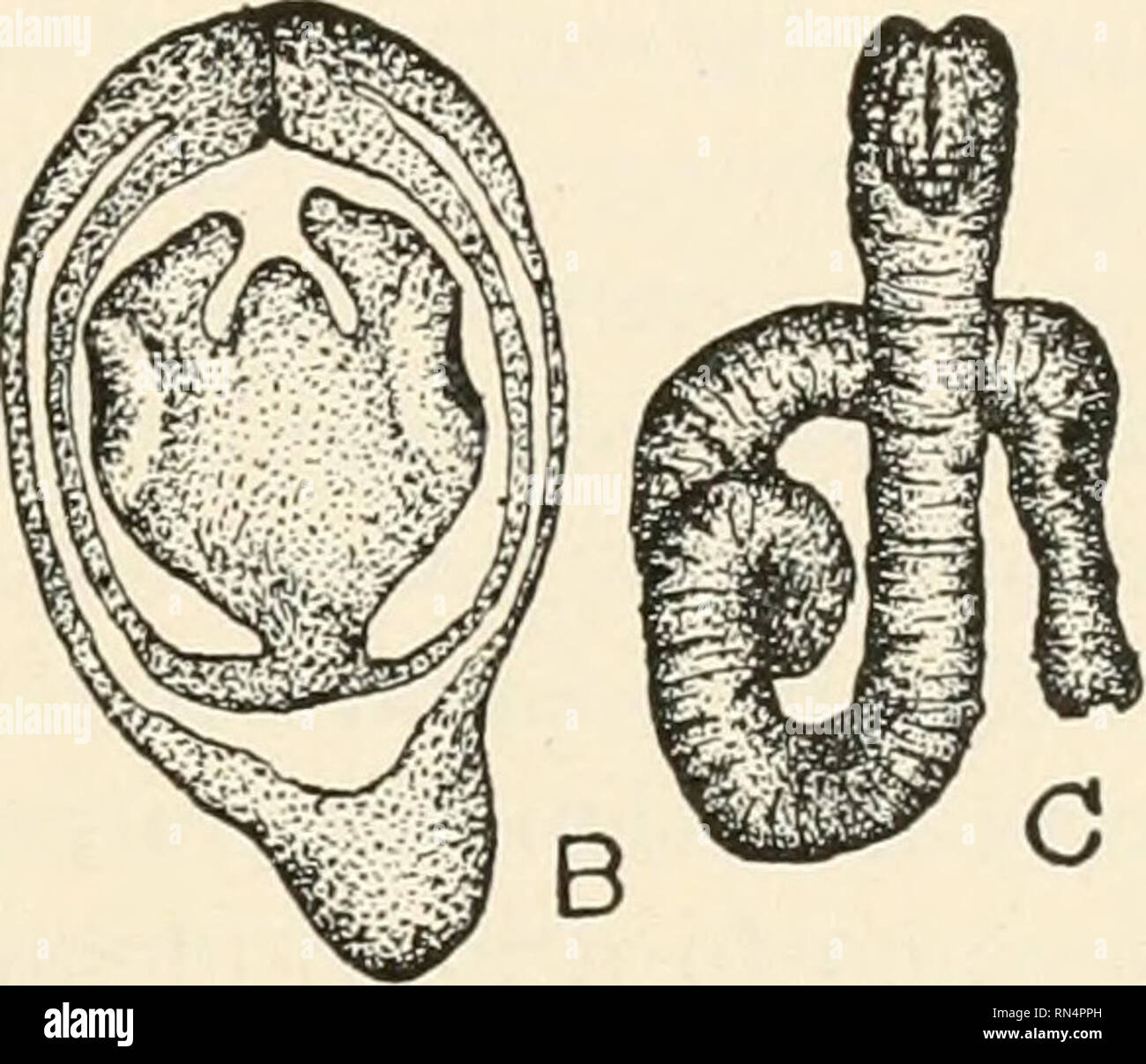 . Animal parasites and human disease. Insects as carriers of disease