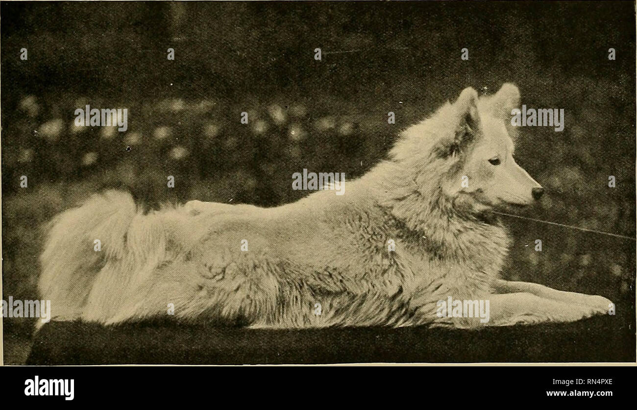 Animal Life and the World of Nature; A magazine of Natural History. Saruoyede, like those of the Russian or Siberian wolf, are larger, set wider apart, and more sideways. Our portraits Animal Life and the World of Nature; A magazine of Natural History. Saruoyede, like those of the Russian or Siberian wolf, are larger, set wider apart, and more sideways. Our portraits