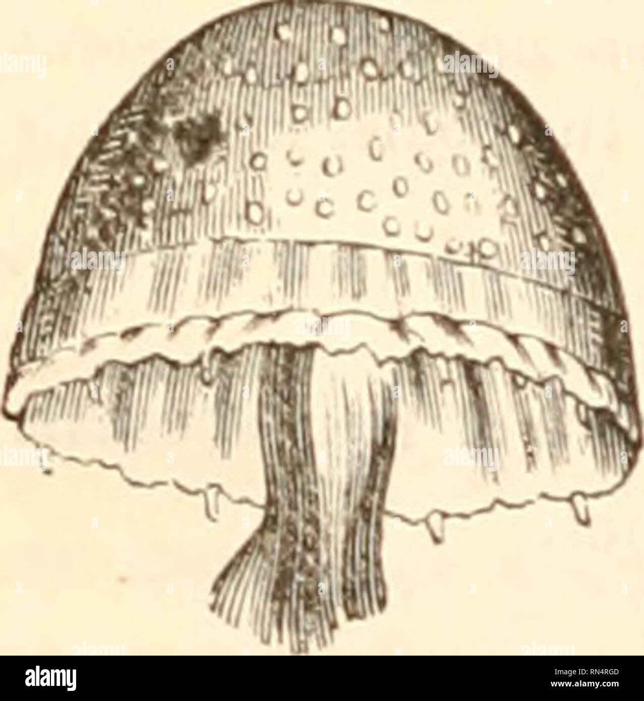 . The animal kingdom, arranged after its organization, forming a natural history of animals, and an introduction to comparative anatomy. Zoology. 650 ACALEPHA. THE THIRD CLASS OF THE RADIATA,— THE ACALEPHA,— Includes all those Radiated Animals which swim in the waters of the ocean; and in which we can still perceive vessels, though these vessels are, in truth, little else than intestinal tuhes, ramified through the parenchyma of the body. They admit of a natural division into two orders,—Simple and Hydrostatic.. THE FIRST ORDER OF THE ACALEPHA. THE ACALEPHA SIMPLICIA. These float and swim in t Stock Photo