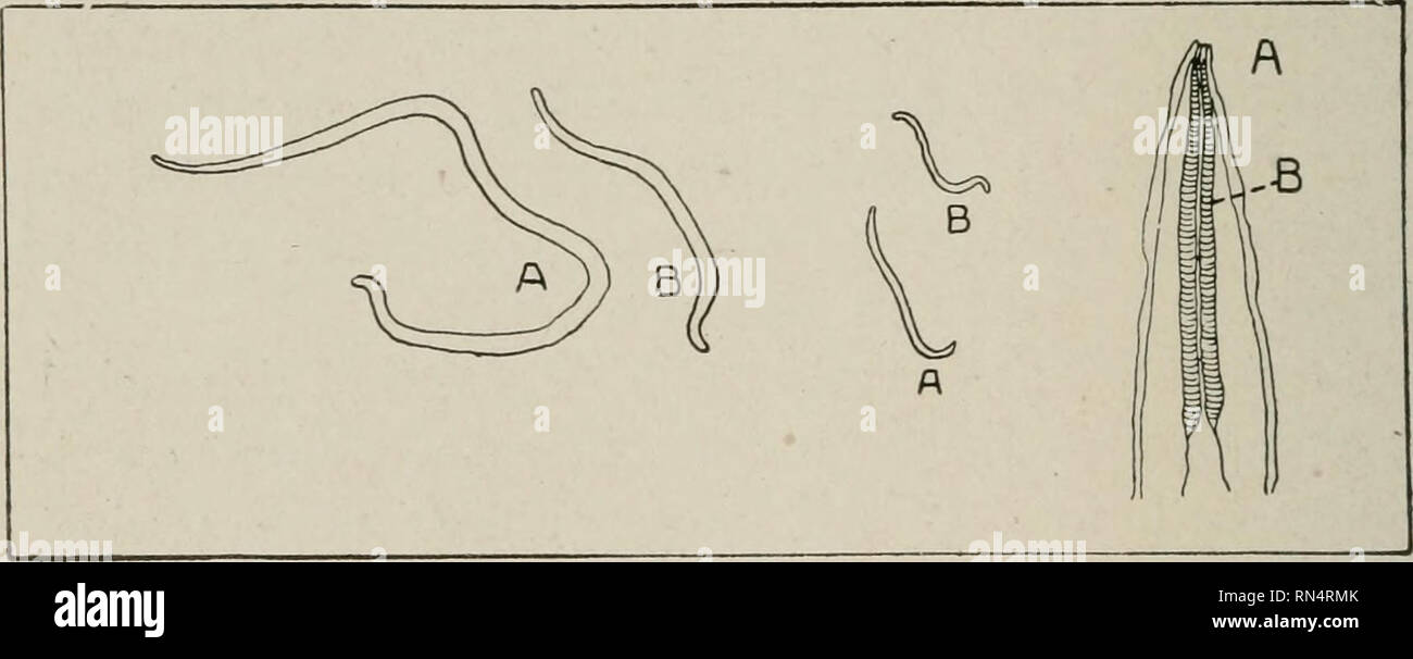 . Animal parasites and parasitic diseases. Domestic animals; Veterinary