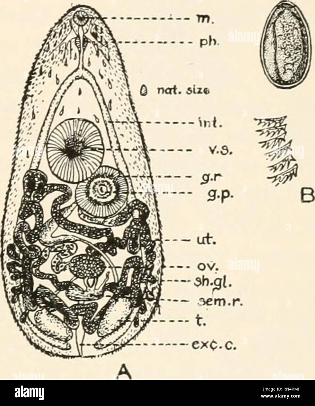 Animal parasites and human disease. Insects as carriers of disease; Medical parasitology. REPRODUCTION 207. In all flukes except those of the family Schistosomidse both male and female reproductive systems occur in Animal parasites and human disease. Insects as carriers of disease; Medical parasitology. REPRODUCTION 207. In all flukes except those of the family Schistosomidse both male and female reproductive systems occur in