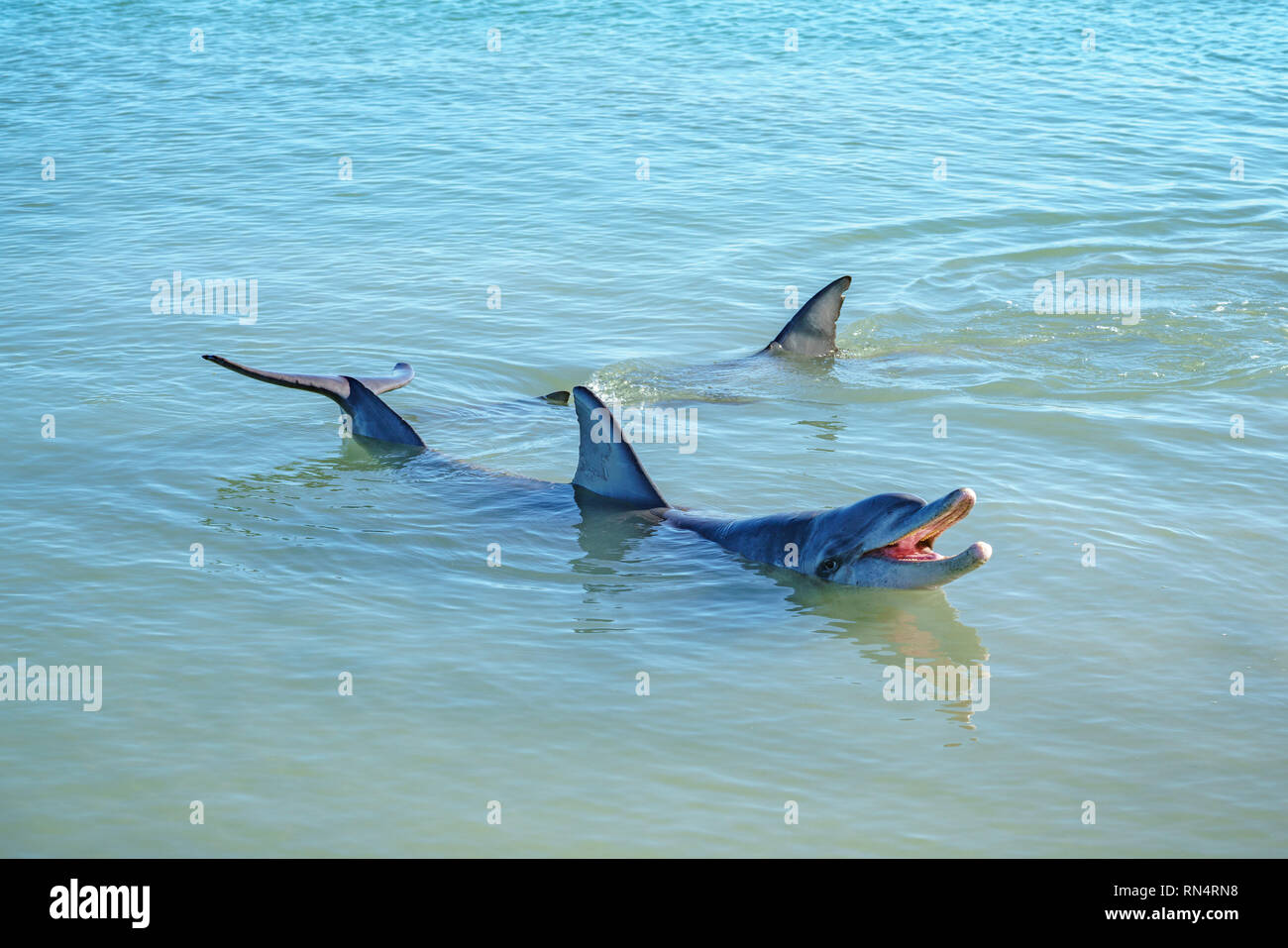 dolphins in the ocean at monkey mia, sharkes bay, western australia Stock Photo