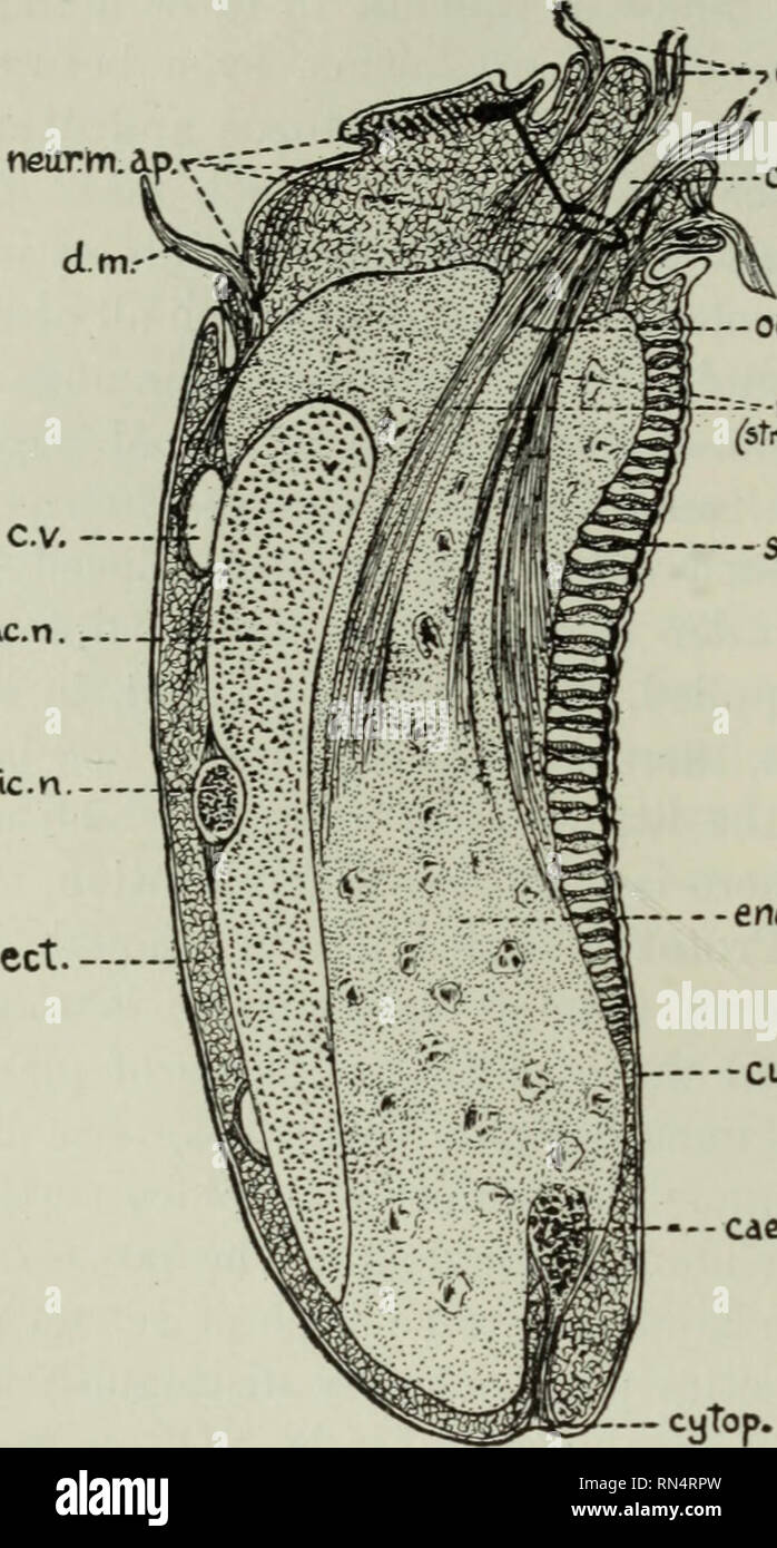 Protozoans Algae /& Other Protists