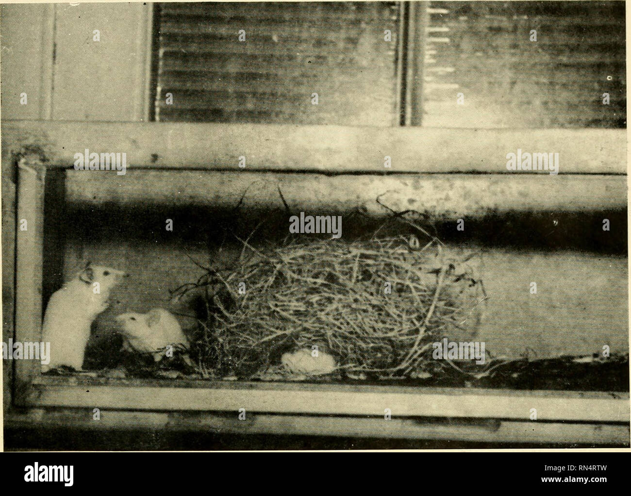 Animal psychology seminars: Strasbourg University, October 1956, and Brussels University, August 1957. Psychology, Comparative. V- A. Fig. I CERVEAU DE LA FOURMI DES BOIS (Formica rufa L.) (Micrcphotogramme) On reconnaît très Animal psychology seminars: Strasbourg University, October 1956, and Brussels University, August 1957. Psychology, Comparative. V- A. Fig. I CERVEAU DE LA FOURMI DES BOIS (Formica rufa L.) (Micrcphotogramme) On reconnaît très