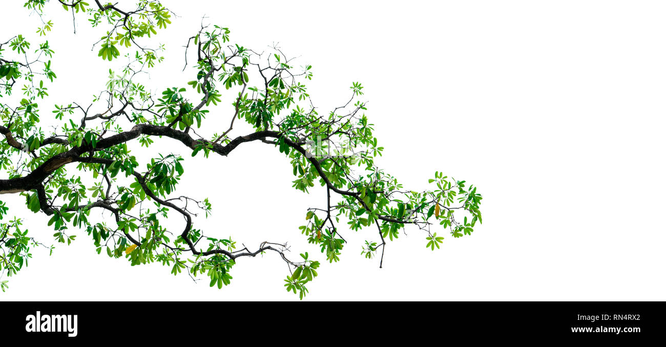 Tree branch with green leaves isolated on white background. Branch of tree  backdrop. Nature texture background. Love the earth concept. Branch and lea  Stock Photo - Alamy
